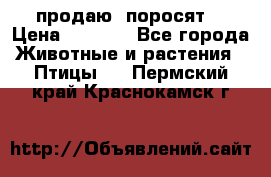 продаю  поросят  › Цена ­ 1 000 - Все города Животные и растения » Птицы   . Пермский край,Краснокамск г.